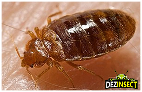 ce sunt plosnitele cum arata plosnitele