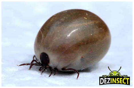 metode utilizate pentru a tine la distanta capusele