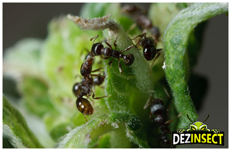 dezinsectie furnici