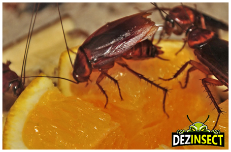 boli transmise de gandacii de bucatarie