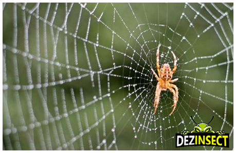 dezinsectie paianjeni