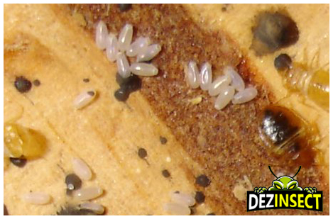 plosnita etape dezvoltare hranire preventie